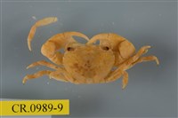 藏品(平背蜞)的圖片